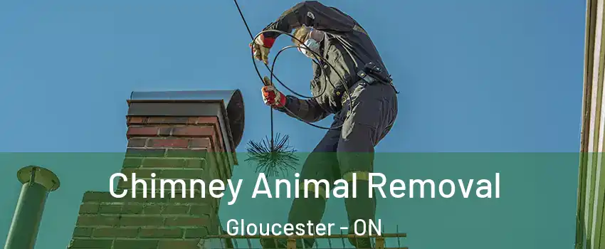  Chimney Animal Removal Gloucester - ON
